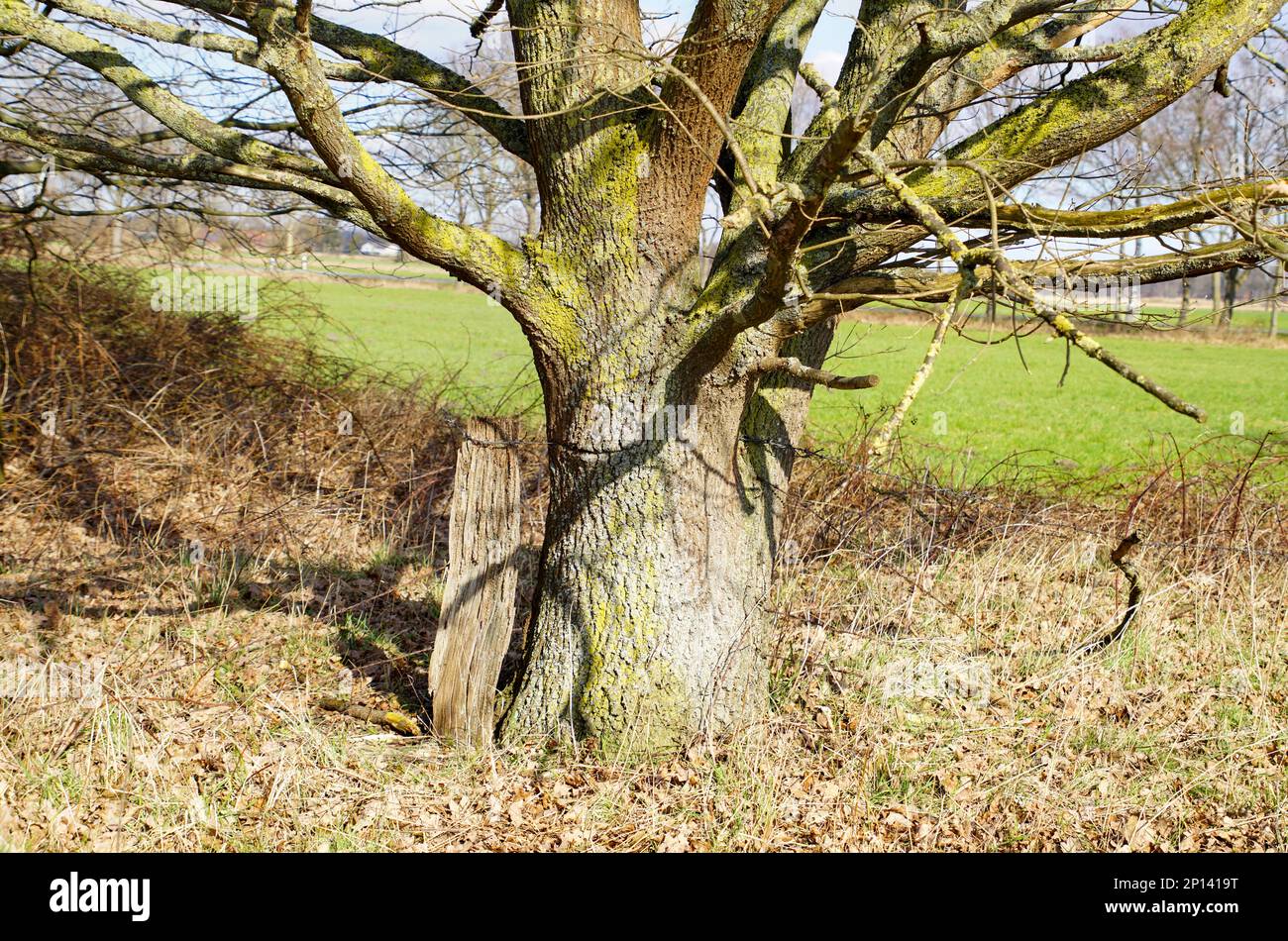 Baumbest, Bäume, Wald und Zäune Banque D'Images