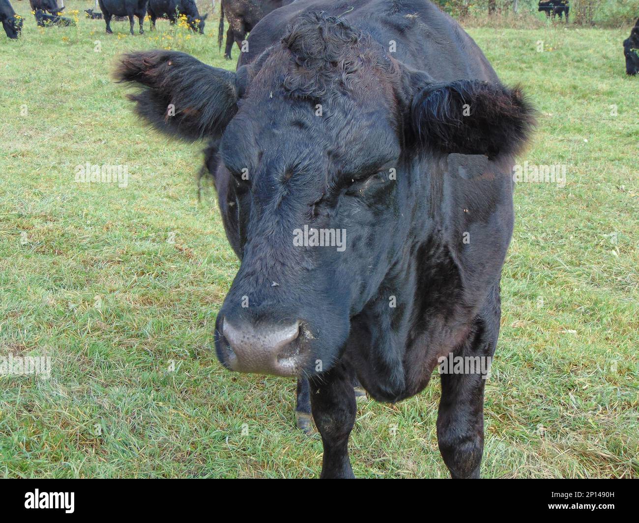 Vache Angus noire dans l'herbe. Portrait de vache Angus noir Banque D'Images