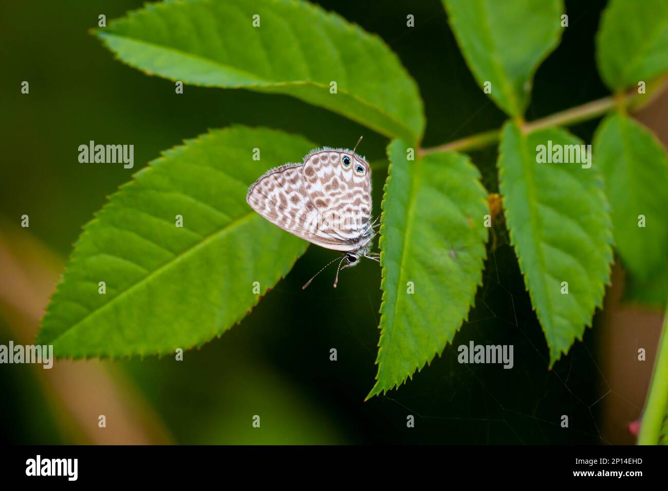 papillon à imprimé zèbre sur une plante verte, bleu à queue courte de Lang, Leptotes pirithous Banque D'Images