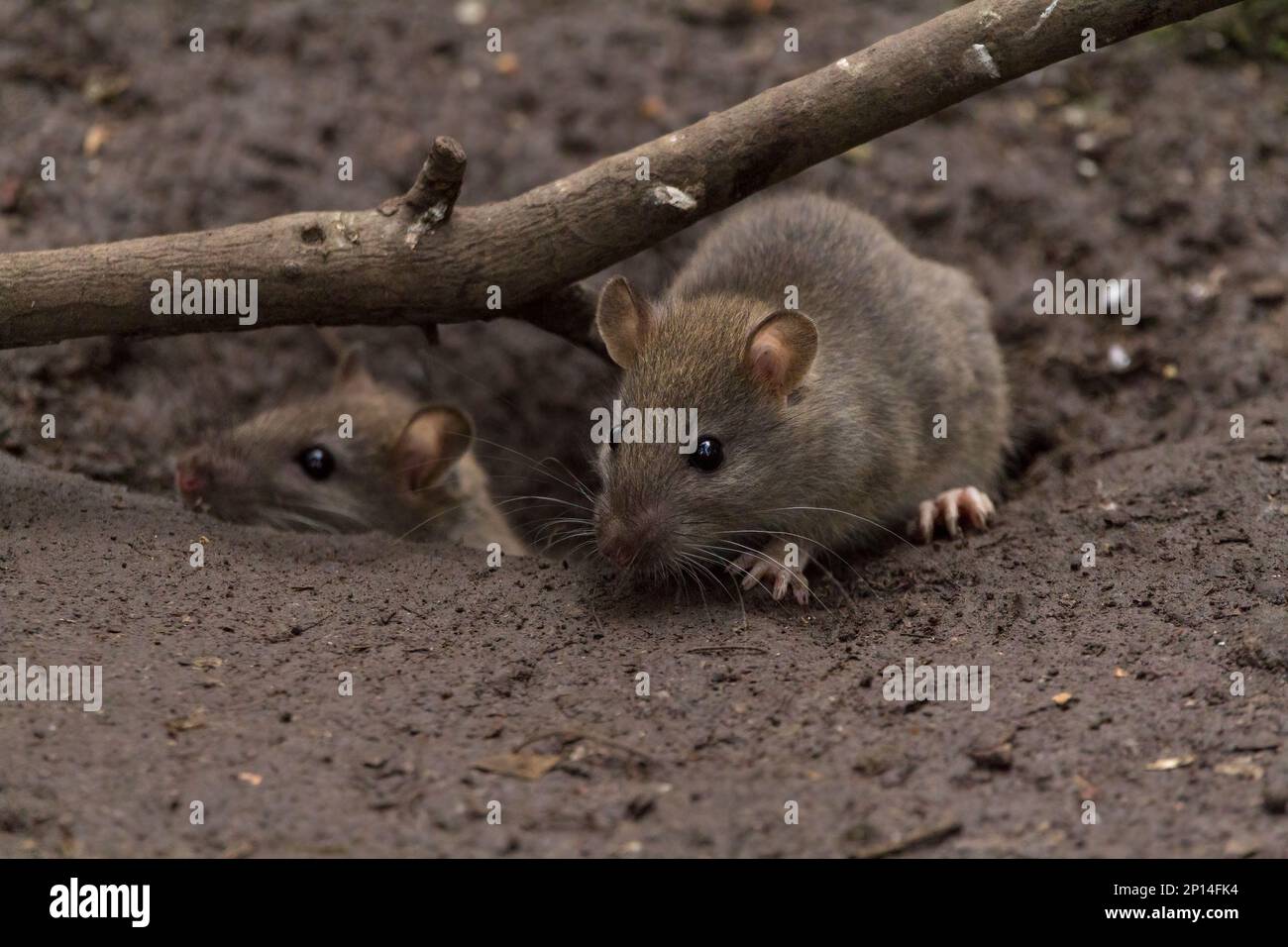 Rattus norvegicus brun de rat, fourrure grise brunâtre grossière petites oreilles à poil fin épais queue effilée squameuse longue fouets quatre orteils avant cinq orteils arrière Banque D'Images
