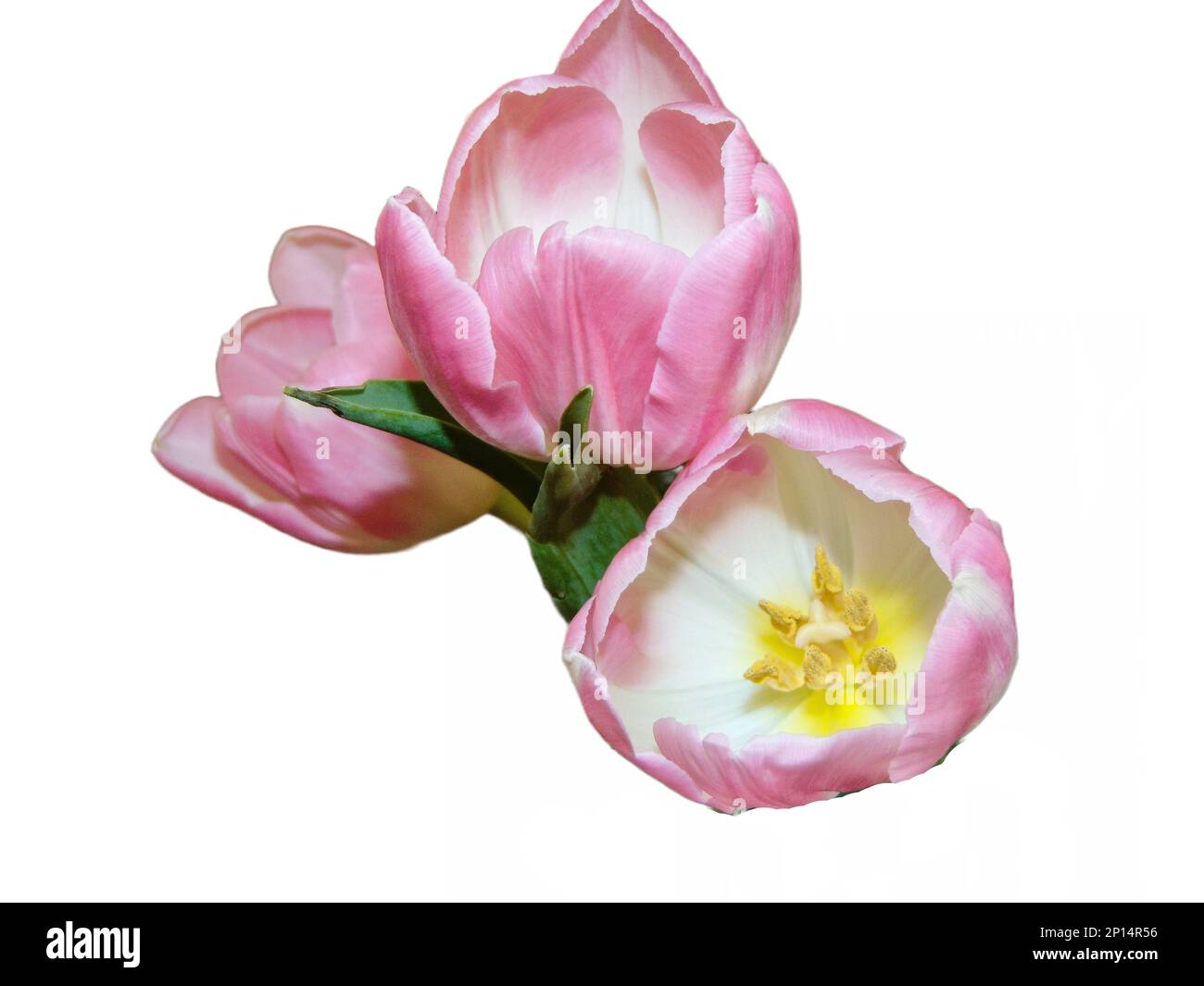 Tulipe rose isolé sur fond blanc Banque D'Images