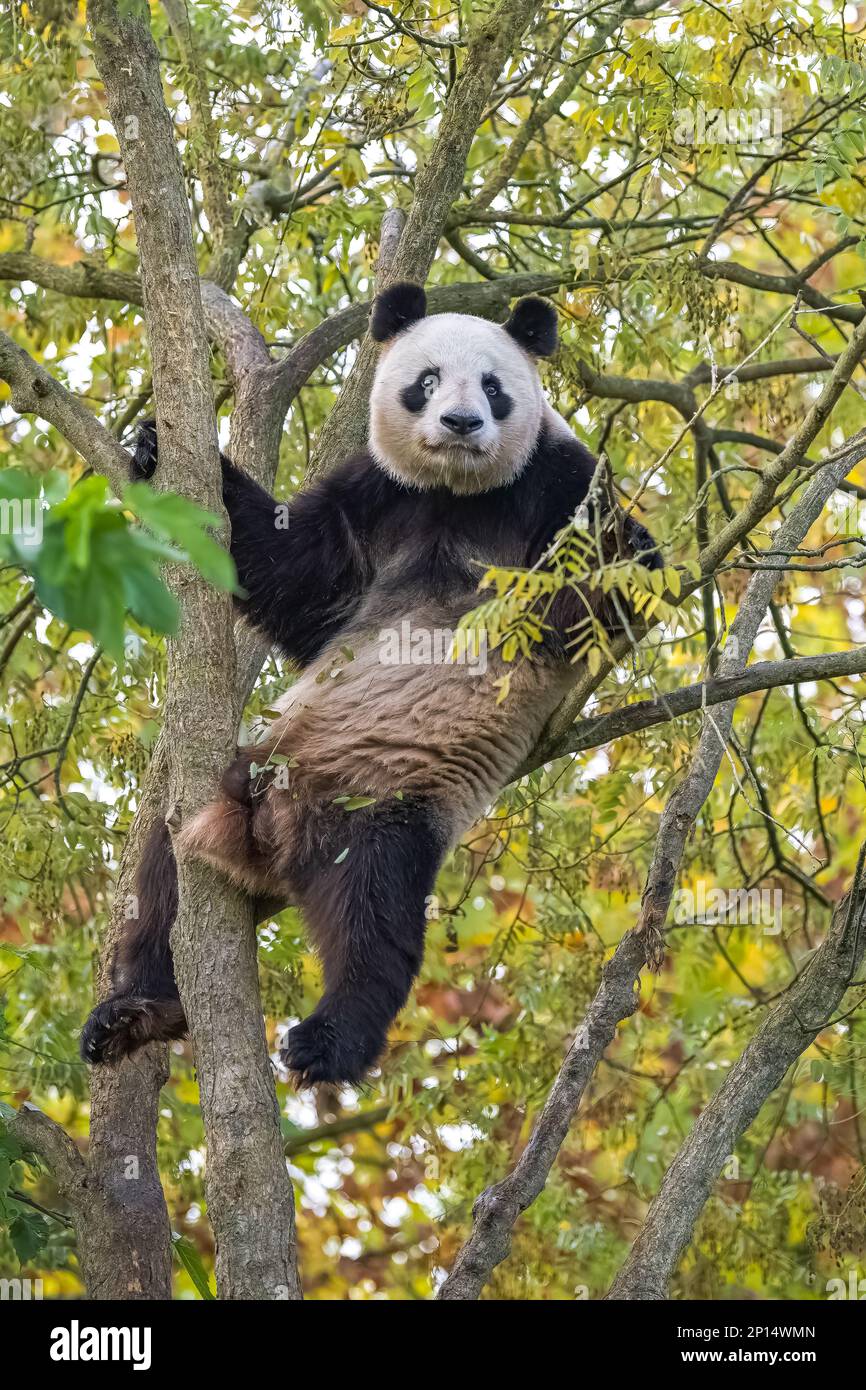 Un panda géant grimpant dans un arbre, mangeant des feuilles en automne Banque D'Images
