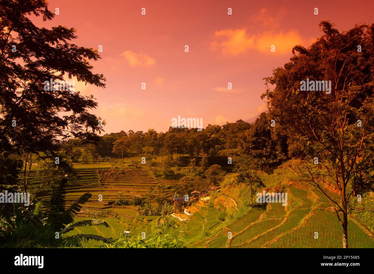 Vue sur le paysage en terrasses à Trawas, Mojokero, Indonésie. Banque D'Images