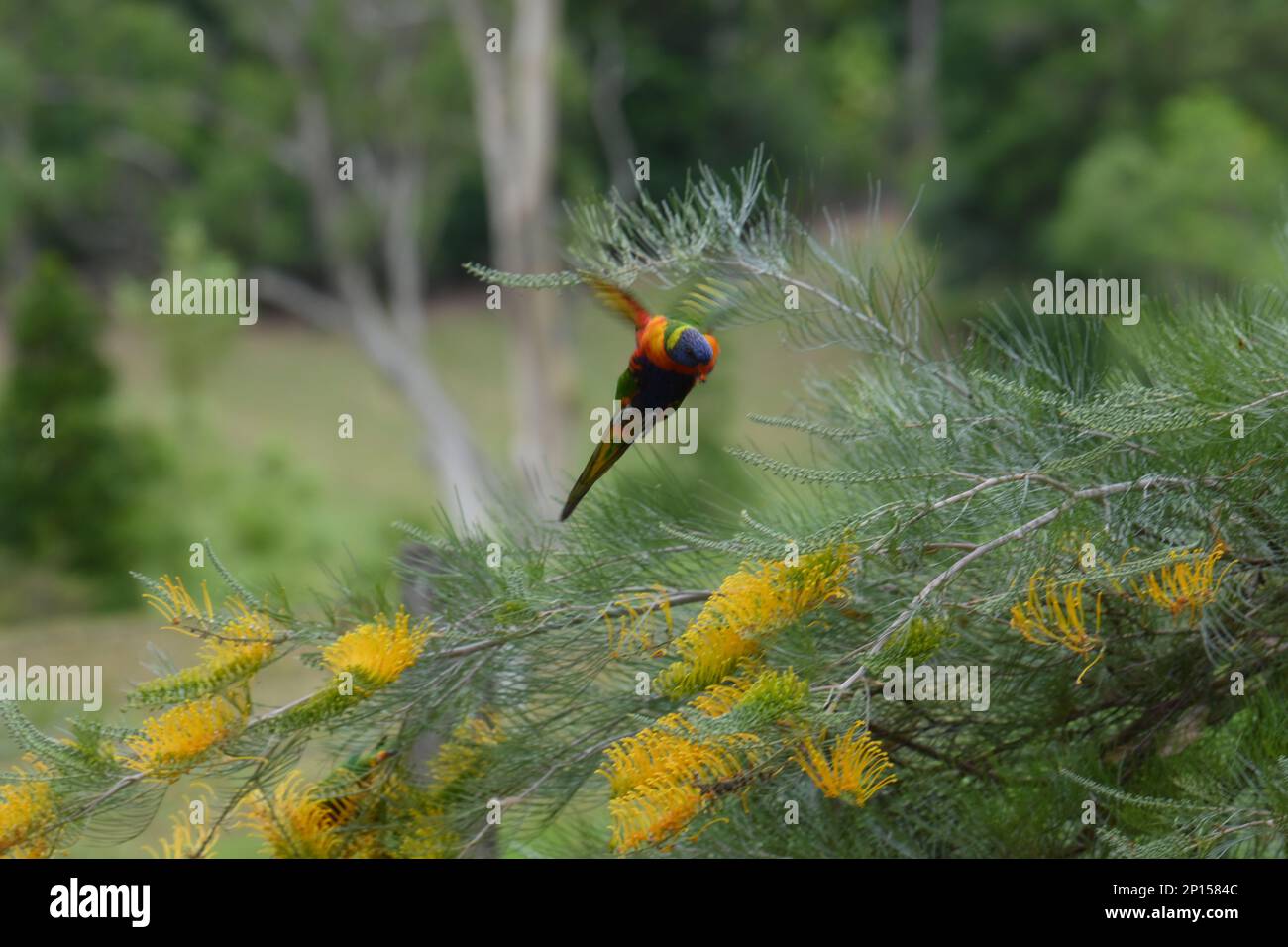 Rainbow Lorikeet se nourrissant en vol au-dessus des fleurs de miel Gem avec des ailes multicolores largement en direction de caméra Banque D'Images