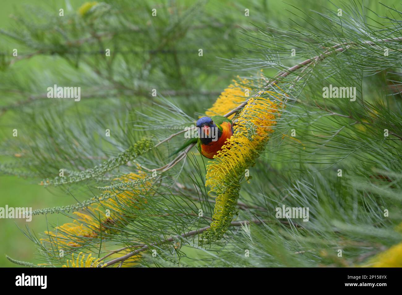 Rainbow Lorikeet se nourrissant sur des fleurs jaunes de miel Gem ou Grevillea, Sandra Gordon Banque D'Images