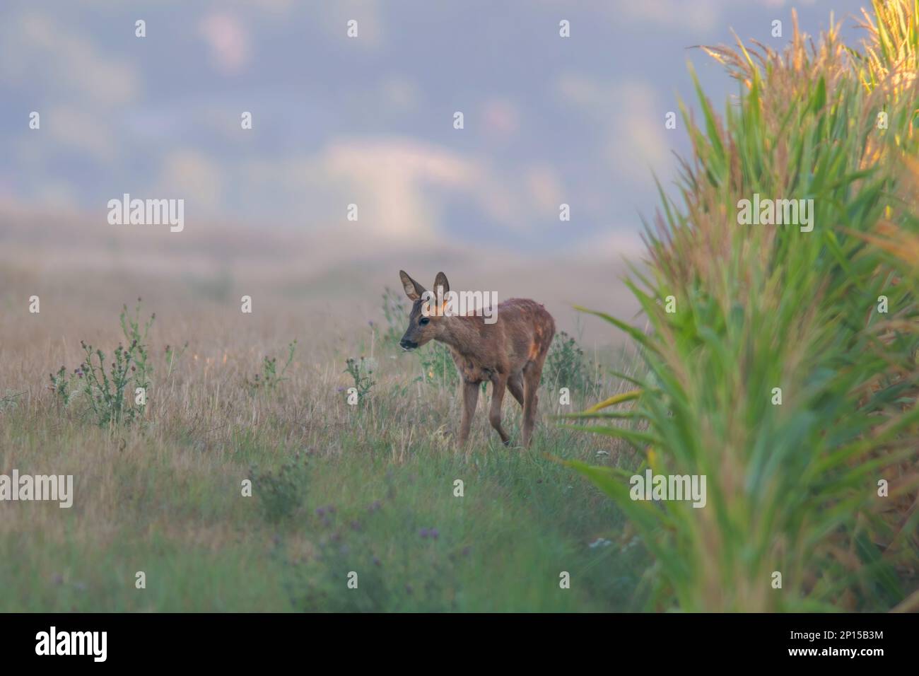 un jeune roebuck regarde un champ de maïs en été Banque D'Images