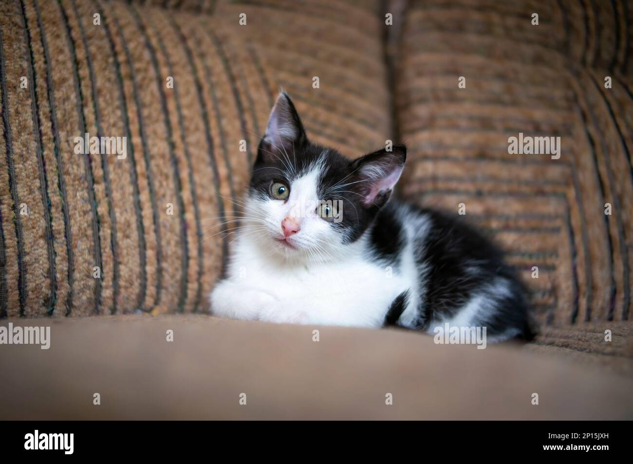 un jeune adorable chaton regarde curieusement l'appareil photo Banque D'Images