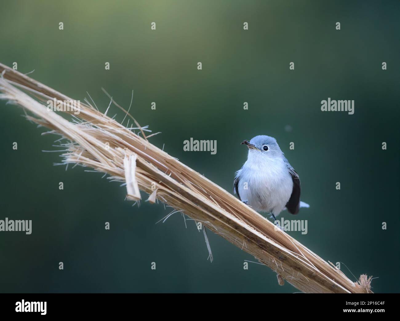 GUADALAJARA, JALISCO MEXICO - 19 FÉVRIER 2021. Un gnatcatcher bleu-gris (Polioptila caerulea) avec une mouche il vient de prendre. Emplacement : Bosque Los Colomos Banque D'Images