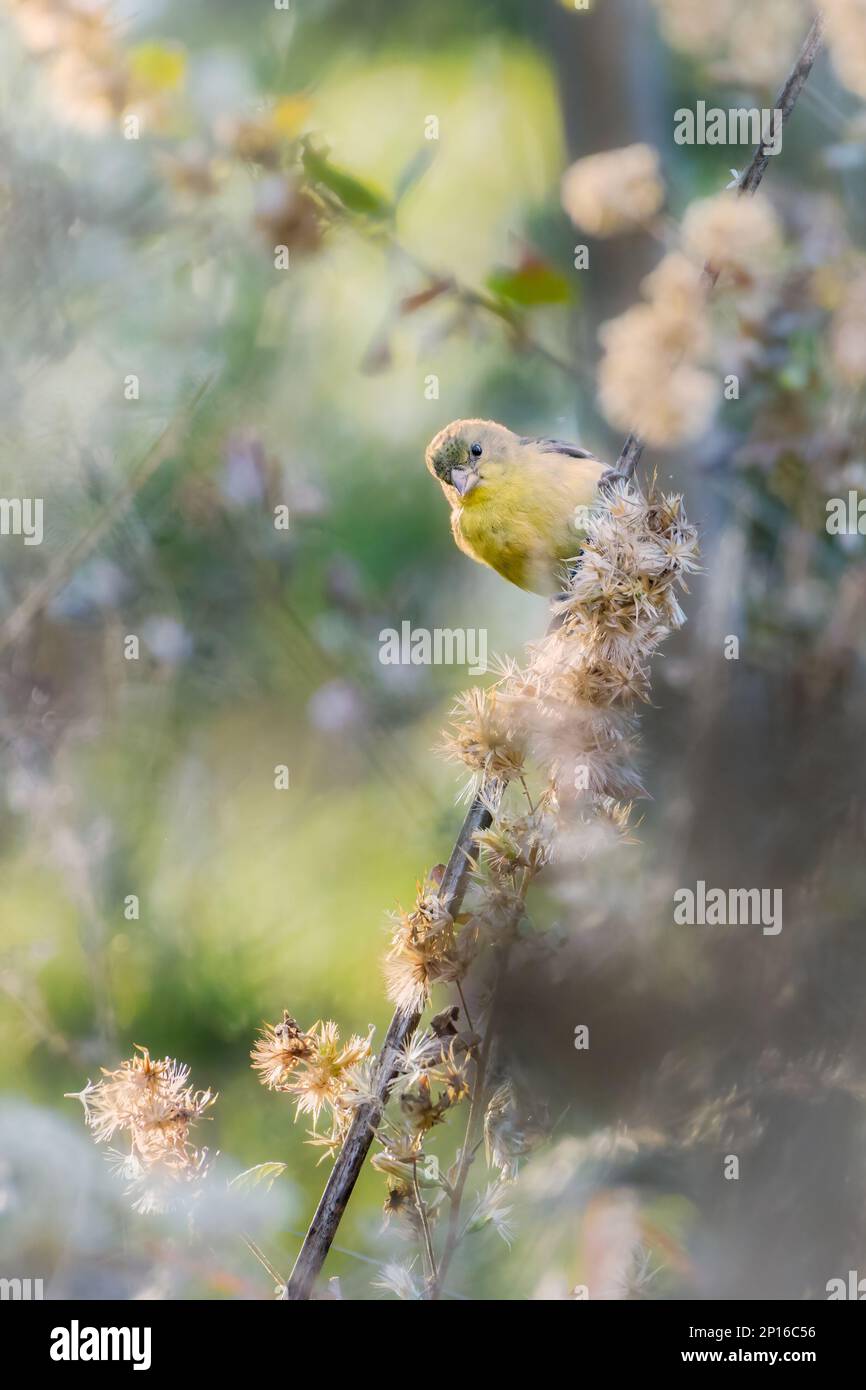 GUADALAJARA, JALISCO MEXICO - 17 FÉVRIER 2021. Un petit goldfinch (Spinus psaltria) à la recherche de nourriture. Emplacement : Bosque Los Colomos. Banque D'Images