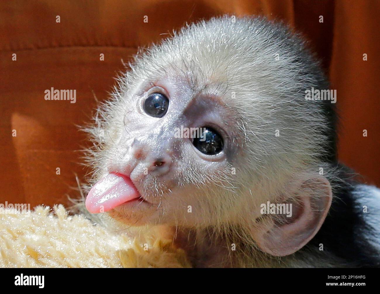 This baby white-faced capuchin boy monkey, born on May 17, sticks out ...