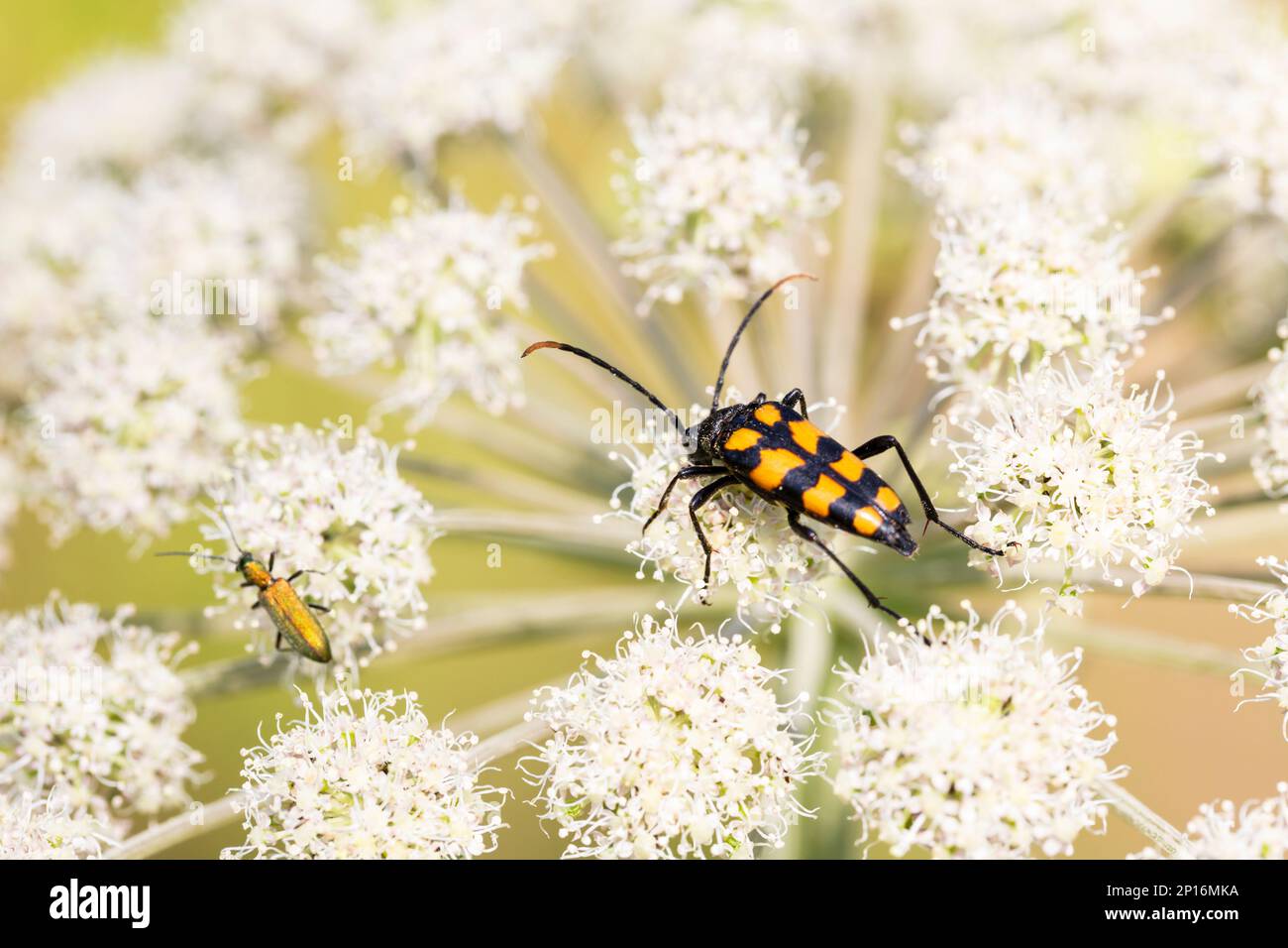 Gros plan sur un coléoptère de longhorn tacheté, Leptura maculata sur la fleur blanche d'une carotte sauvage, Daucus carota. Banque D'Images