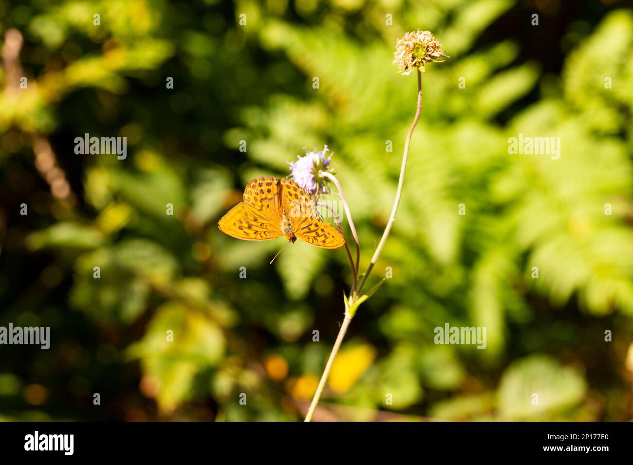 Papillon orange sur une fleur lilas, foyer sélectif, arrière-plan été, lieu pour le texte Banque D'Images