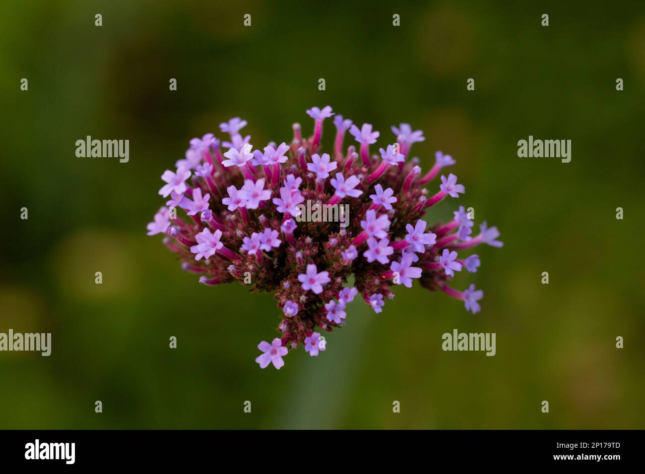 Fleurs de verveine bonariensis (Vervain argentin ou Purpletop Vervain, Clustertop Verbain, Tall Verbena, Pretty Verbena) dans le jardin Banque D'Images