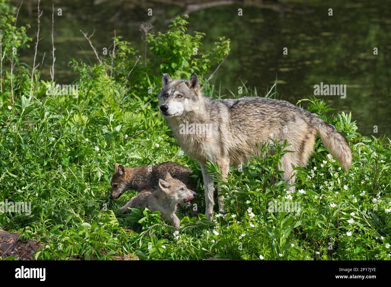 Le Loup gris (Canis lupus) est debout avec deux tasses sur l'île d'été - animaux captifs Banque D'Images