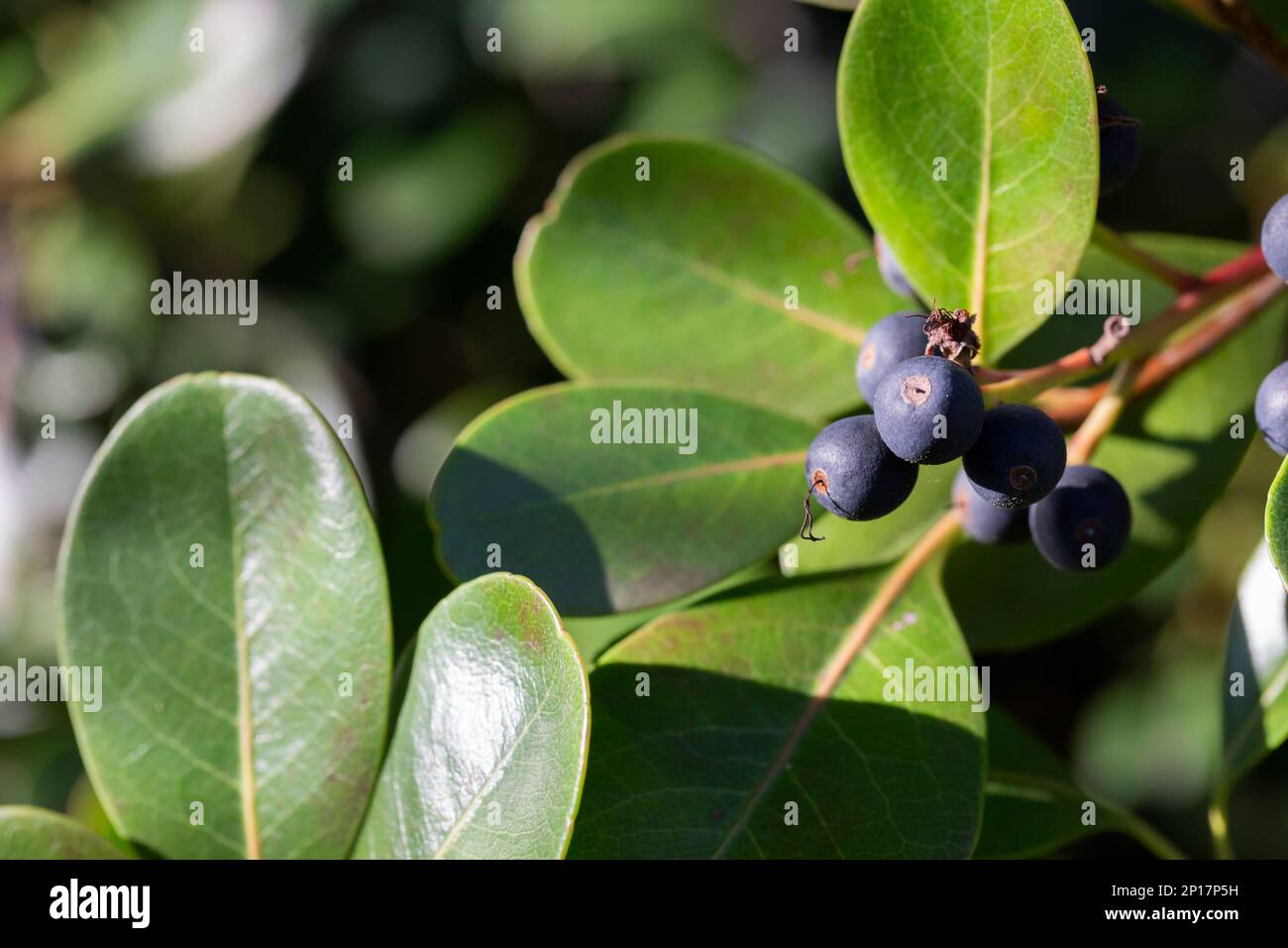 Rhaphiolepis indica fruité. Arbuste Evergreen, arbre nain à plusieurs tiges. Le fruit est violet foncé, rond. Feuilles vertes, petites, ovales. Lumière du soleil. Banque D'Images