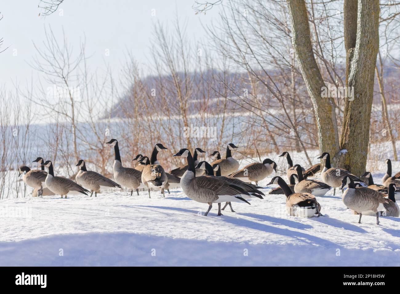 Troupeau d'oies du Canada (Branta canadensis) sur le minerai du lac Michigan Banque D'Images
