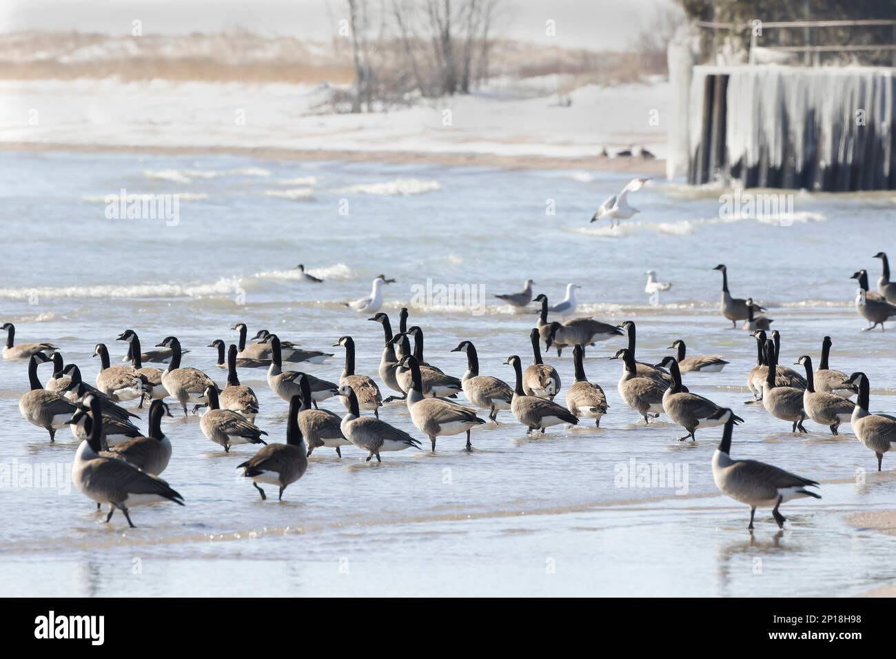 Troupeau d'oies du Canada (Branta canadensis) sur le minerai du lac Michigan Banque D'Images