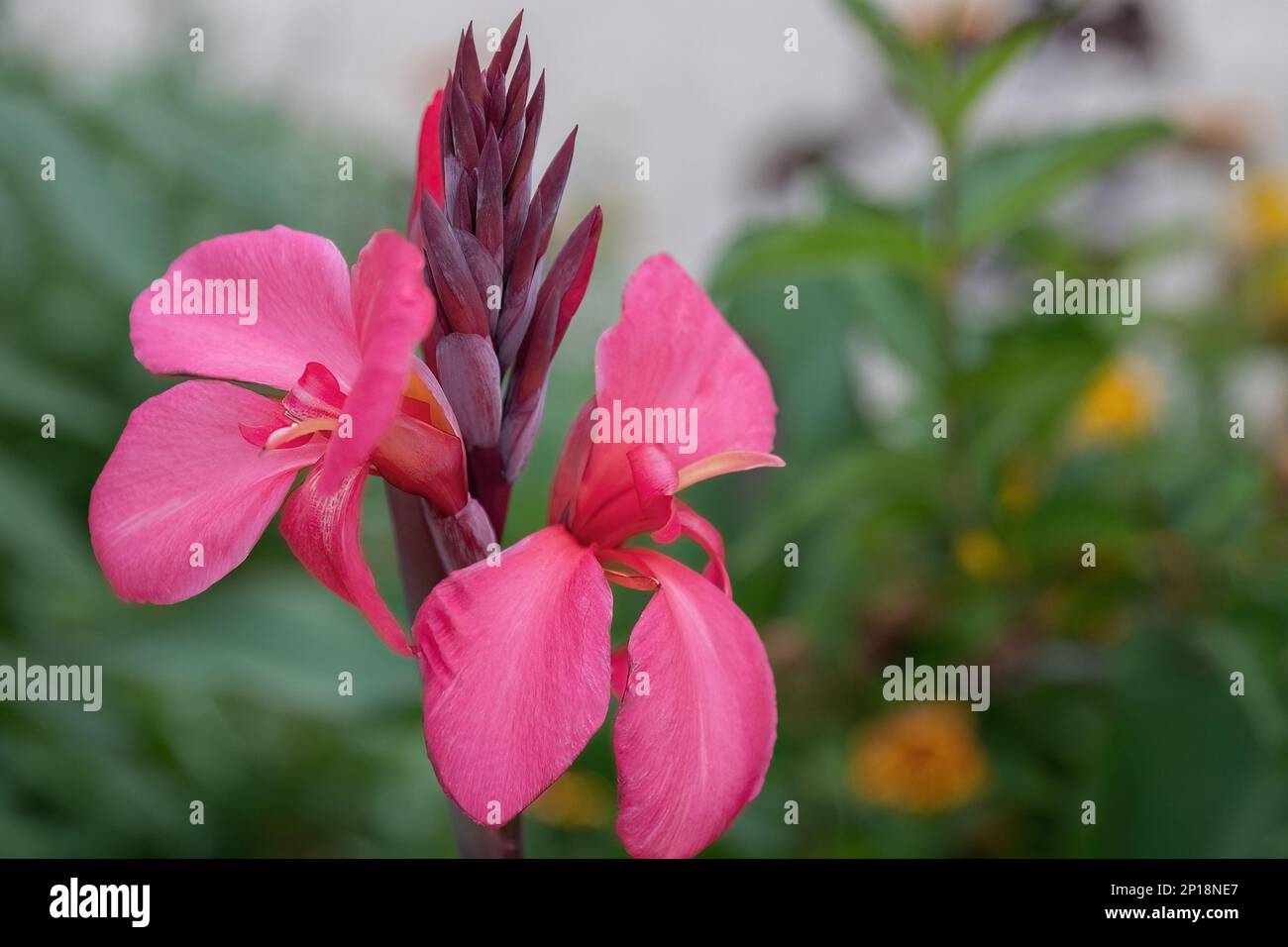 Canna Lily ou canna generalis bailey fleur rose dans le design du jardin Banque D'Images