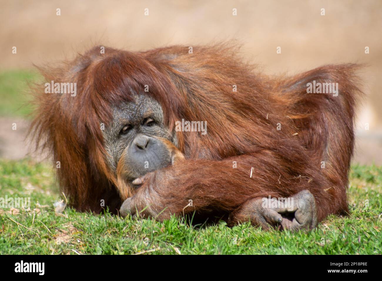 Mignon Orangutan posant au photographe Banque D'Images