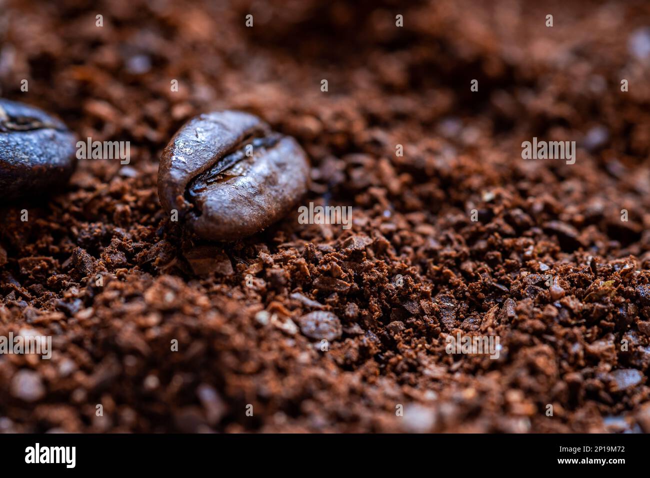 gros plan sur la poudre de café fraîchement moulu et deux grains de café Banque D'Images