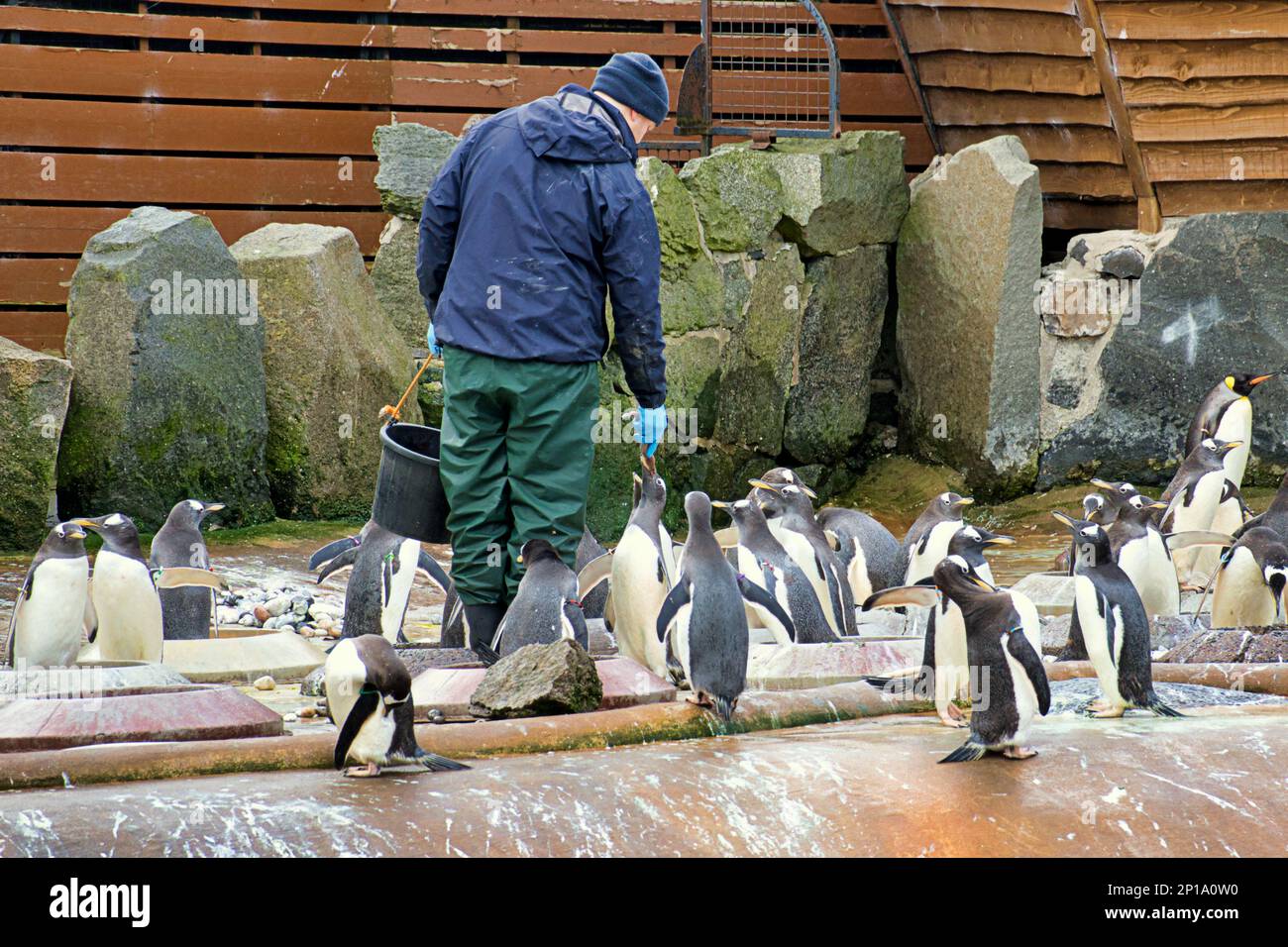 Les pingouins de Gentoo chantent sous la pluie. Le deuxième jour de printemps a vu la pluie comme le zoo et ses animaux ont fait le meilleur Banque D'Images