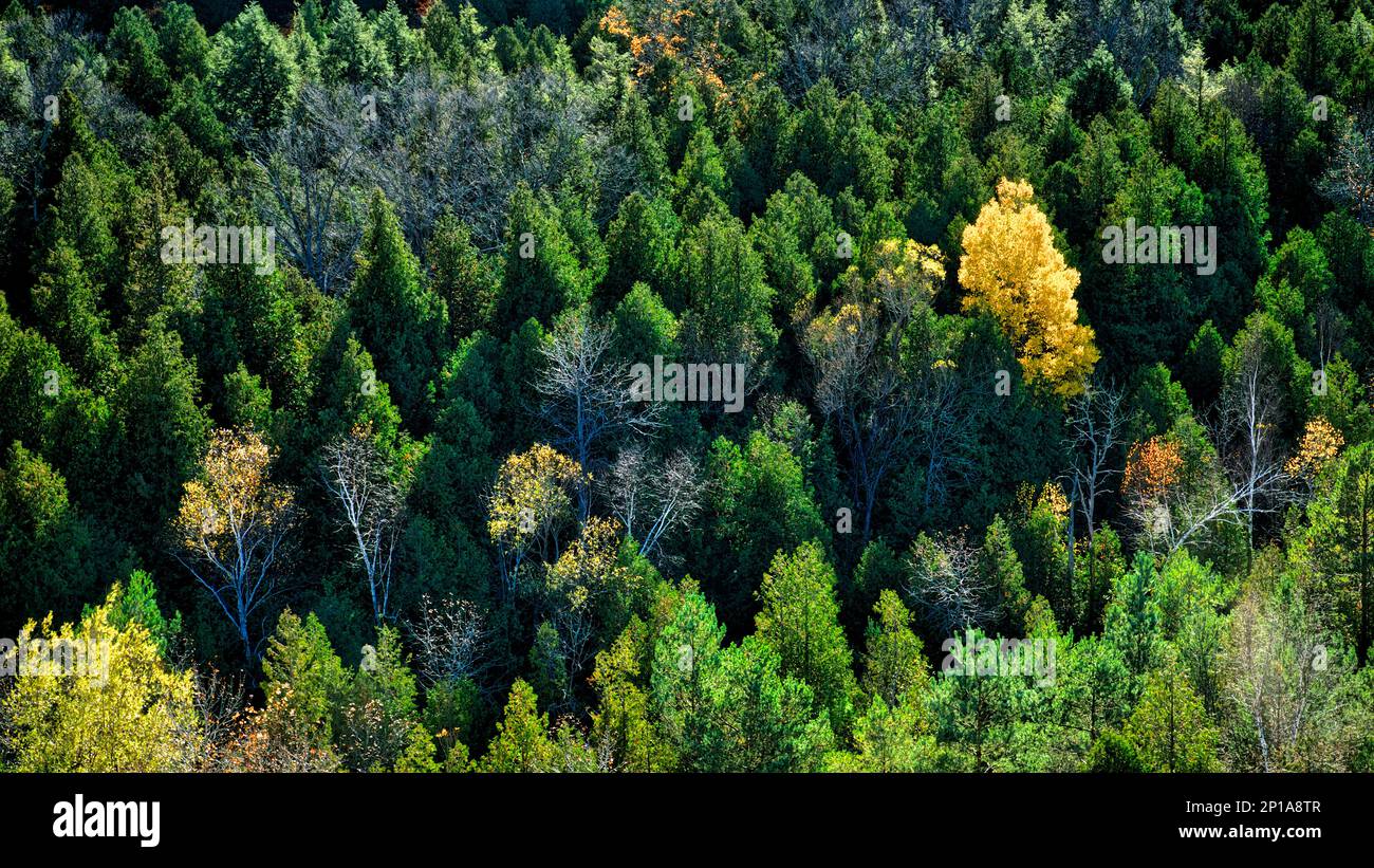 Un seul bouleau se distingue dans la forêt de pins Banque D'Images