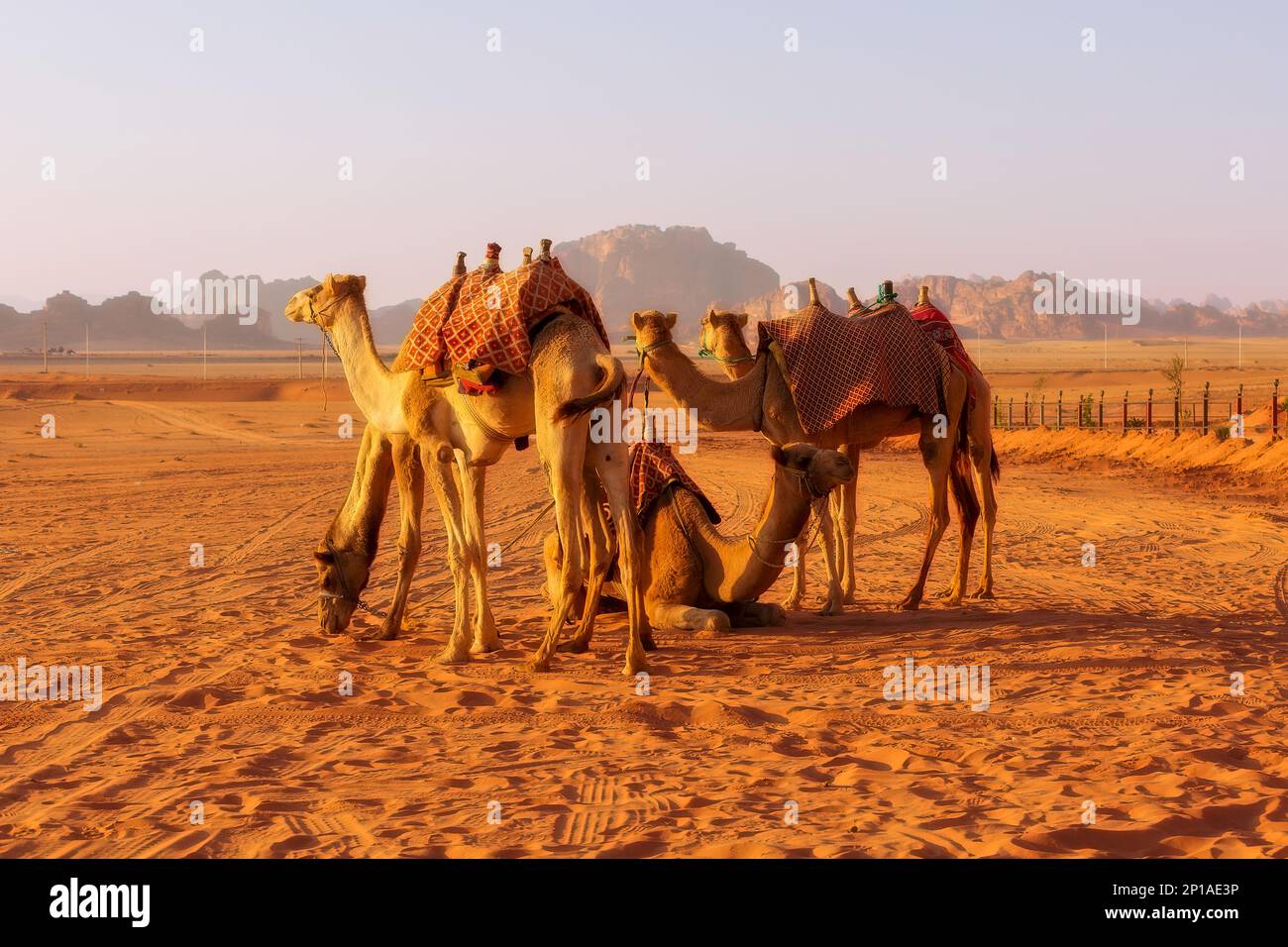 Jordan, caravane de chameaux se trouve dans le majestueux désert de Wadi Rum, paysage avec roche de montagne en grès au coucher du soleil Banque D'Images