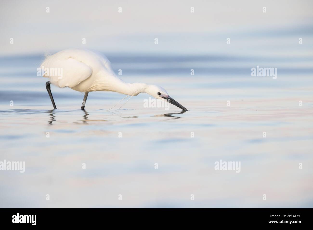 Le petit aigrette (Egretta garzetta), petit héron de la famille des Ardeidae. Banque D'Images