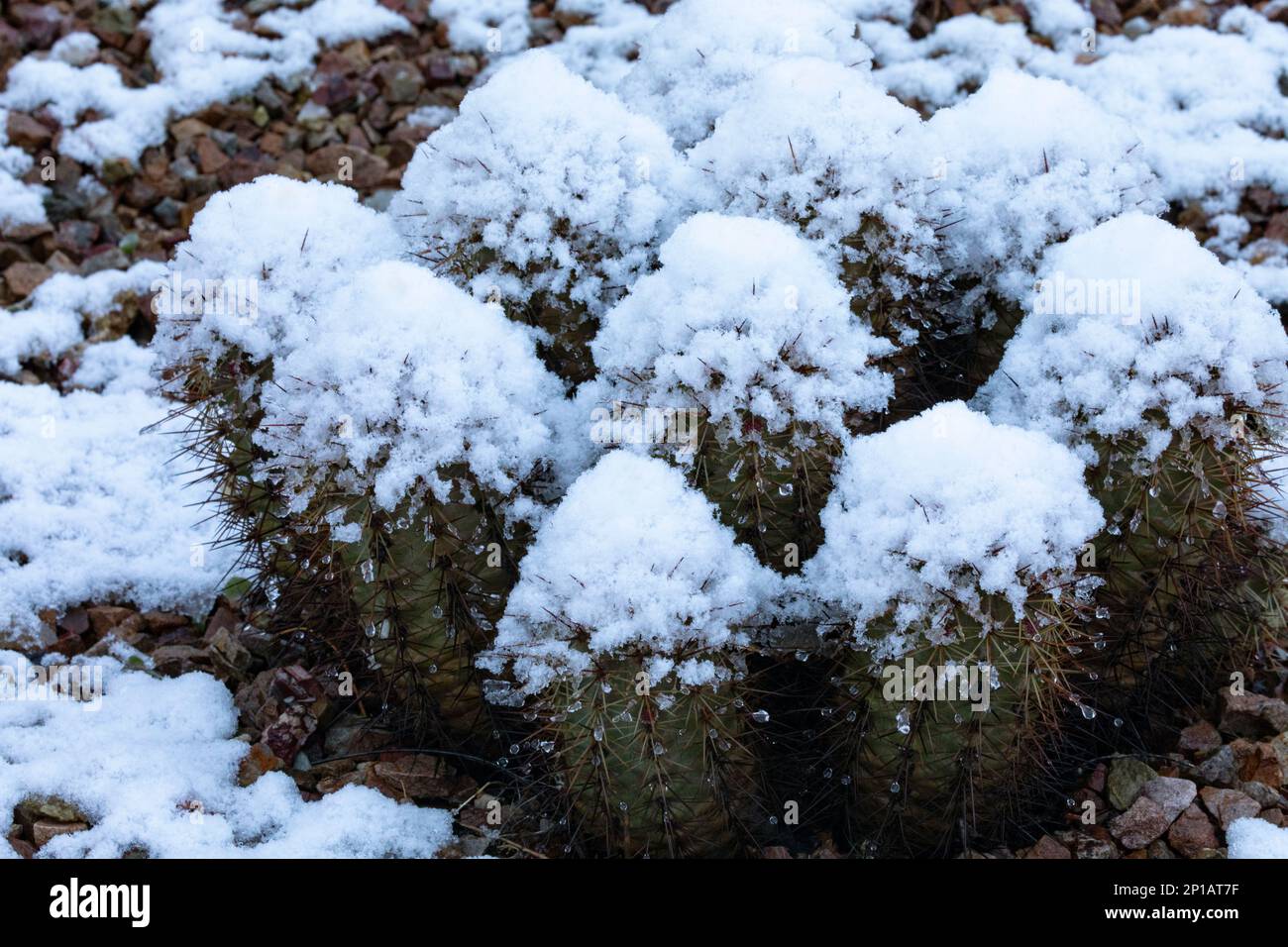 Un temps de neige inhabituel, même dans le désert, crée des sommets de cône de neige sur l'usine de cactus Hedgehog à Tucson, Arizona, sur 2 mars 2023. Banque D'Images