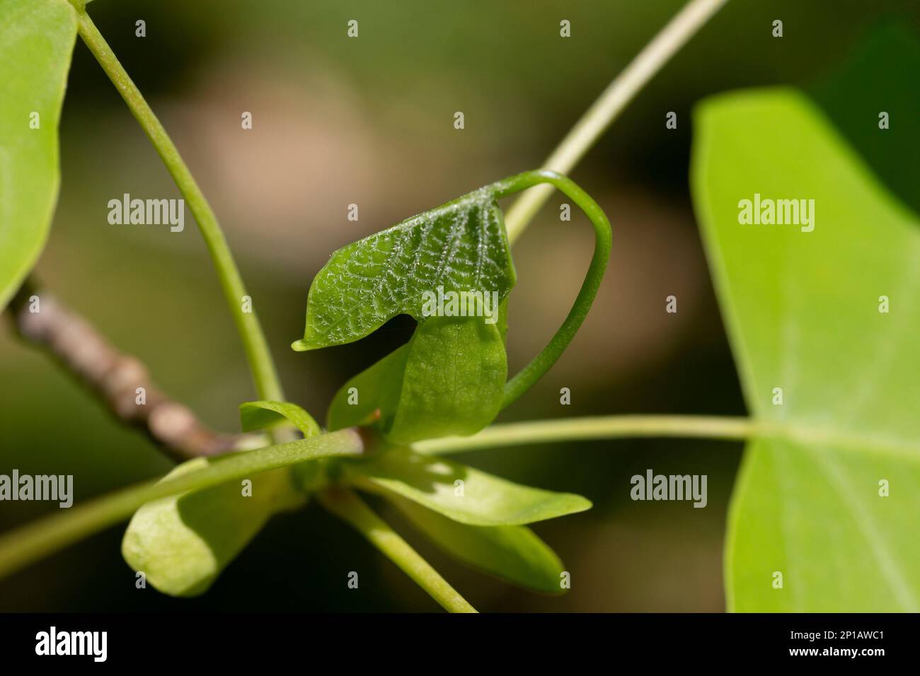 Tulipe, Liriodendron, Liriodendron tulipifera jeunes feuilles sur une branche d'arbre, début du printemps Banque D'Images