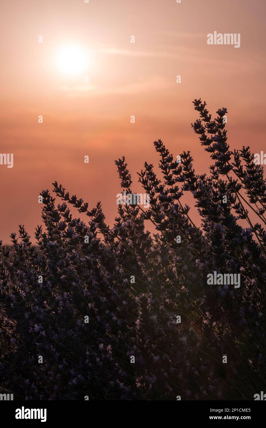 rétroéclairage des fleurs de lavande au coucher du soleil par une chaude journée d'été, chaleur torride, températures élevées, verticale Banque D'Images