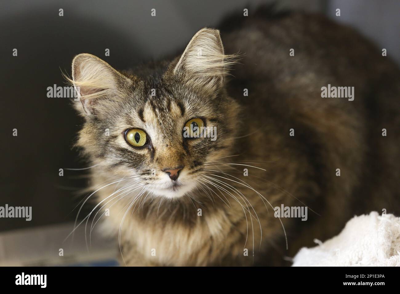In this April 22, 2016, photo, a captured feral cat waits to be fed at the  Miami-Dade County Animal Services Department in Miami. Zookeepers at Zoo  Miami say feral cats living next