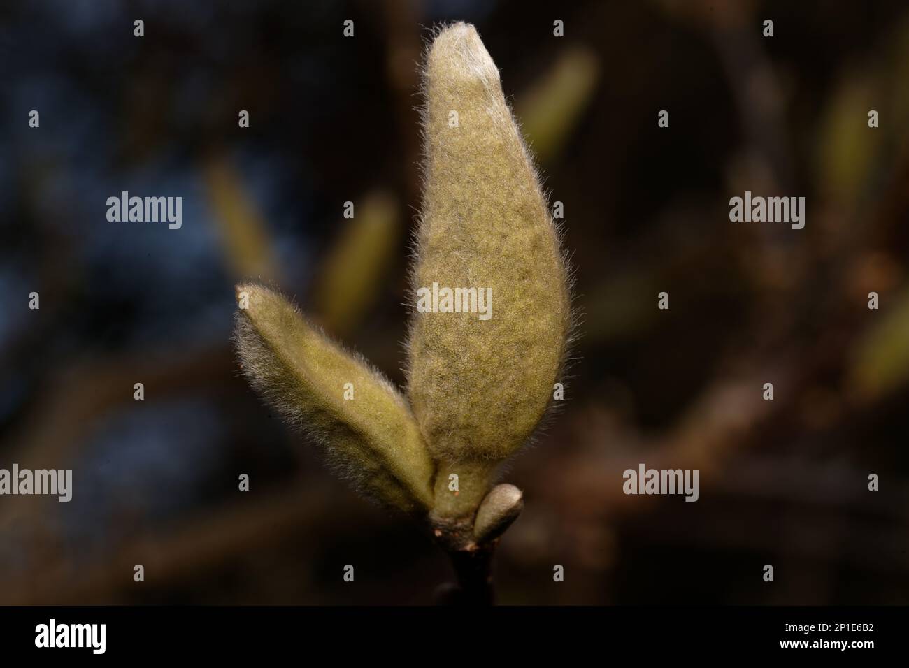 Magnoliacées bourgeon de la chevelure du magnolia début mars Banque D'Images