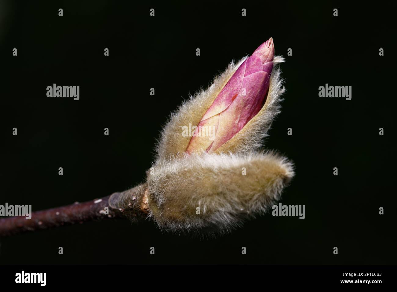 Magnoliaceae gros plan de magnolia rose s'ouvrant du bourgeon poilu début mars Banque D'Images