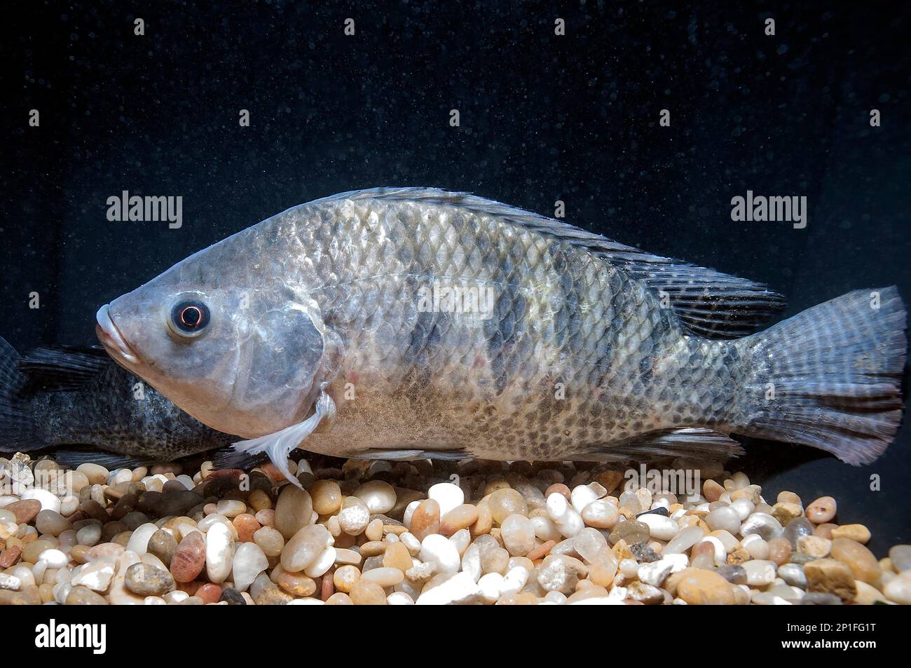 Blue Tilapia adulte au fond du réservoir hydroponique/aquacole avec le fond en gravier grand orienté vers la gauche Banque D'Images