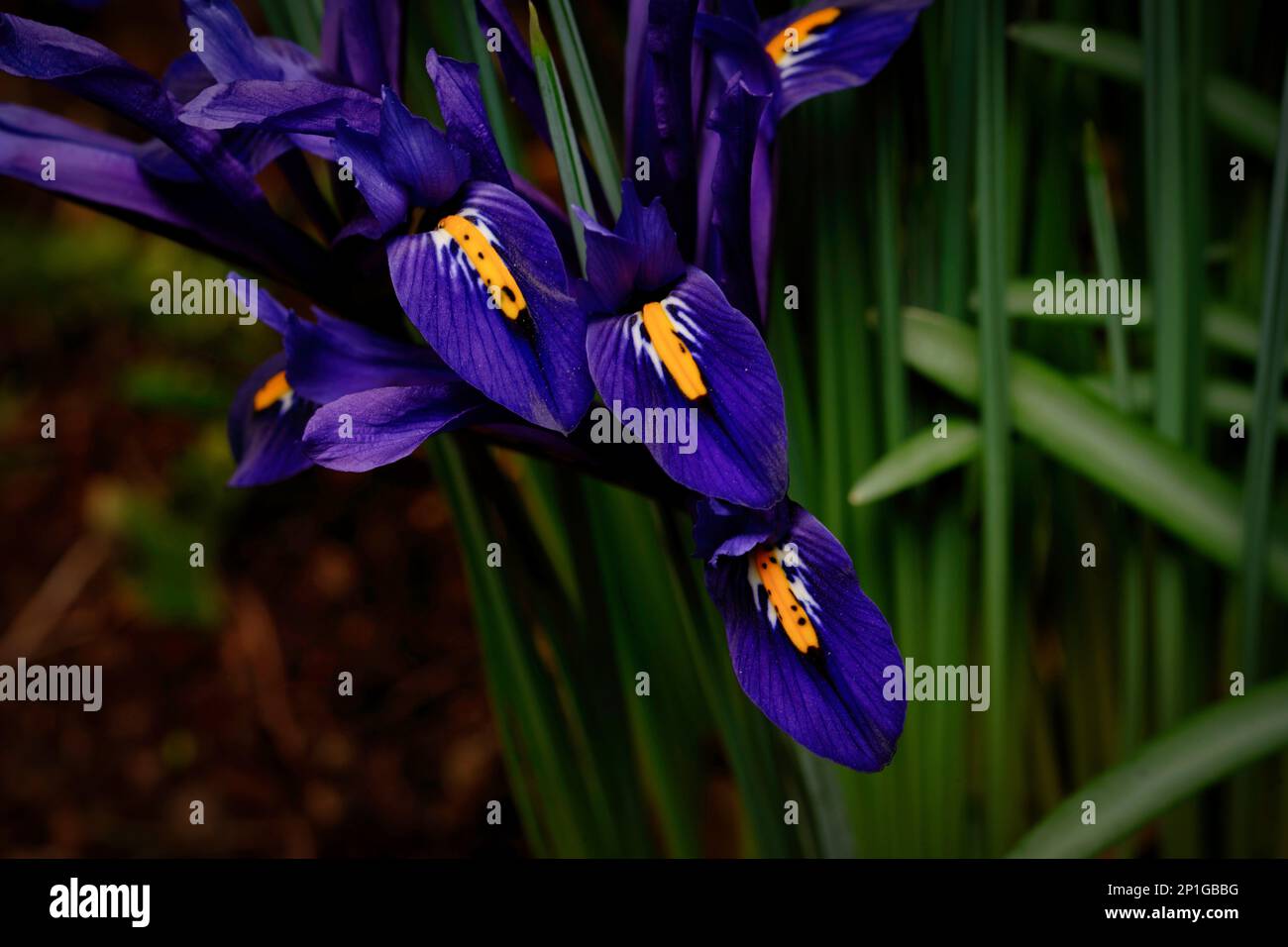 Iris reticulata gros plan d'un iris réticulé sur un fond flou dans un parc de cologne début mars Banque D'Images