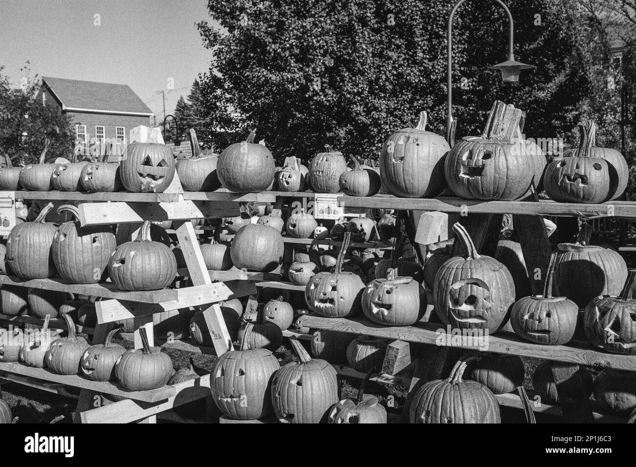 De nombreuses citrouilles sculptées exposées dans le parc pendant le festival des citrouilles de Laconia. Laconia, New Hampshire. L'image a été capturée sur un écran noir analogique Banque D'Images