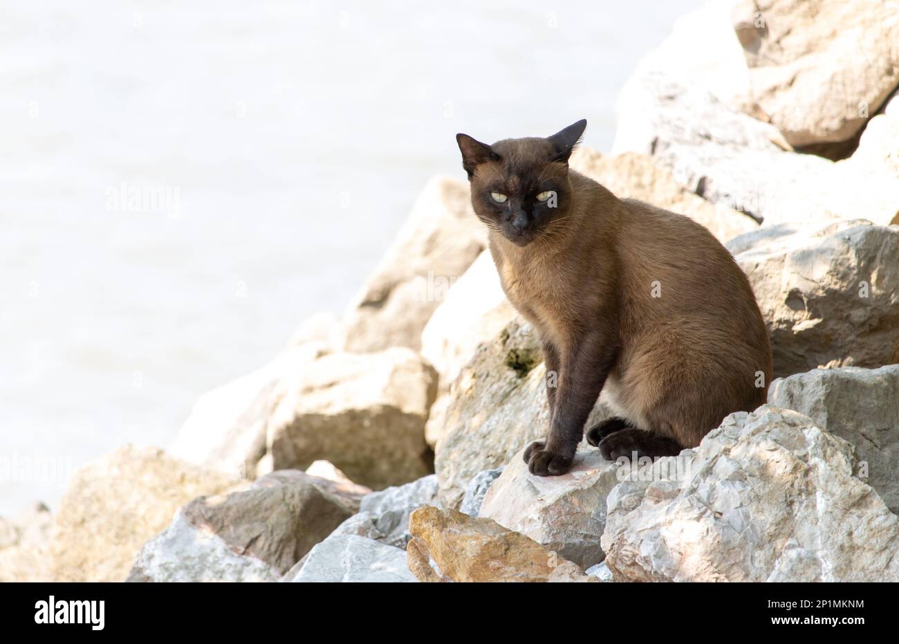 Un chat siamois brun s'assoit sur une côte rocheuse et regarde dans la caméra, la Thaïlande Banque D'Images