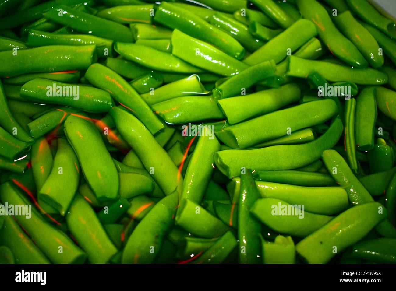 Haricots verts, cultivés dans un jardin à la maison dans le Missouri rural, Mo, États-Unis, États-Unis, États-Unis, cassé, nettoyé et prêt à cuire ou en boîte. Couleurs vives. Banque D'Images