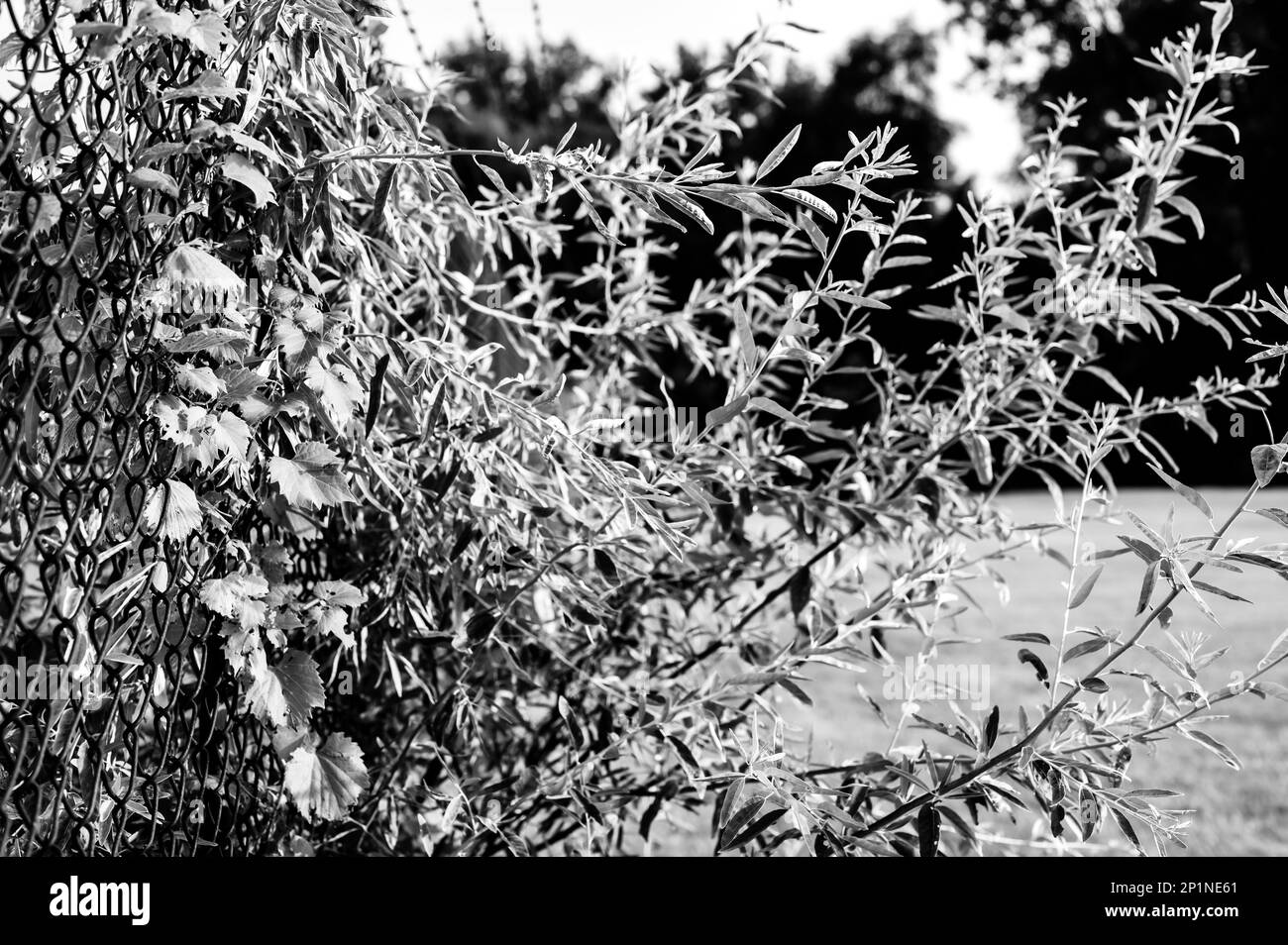 Barrière de chaînette industrielle surdéveloppée avec arbres et brosse passant à travers Banque D'Images