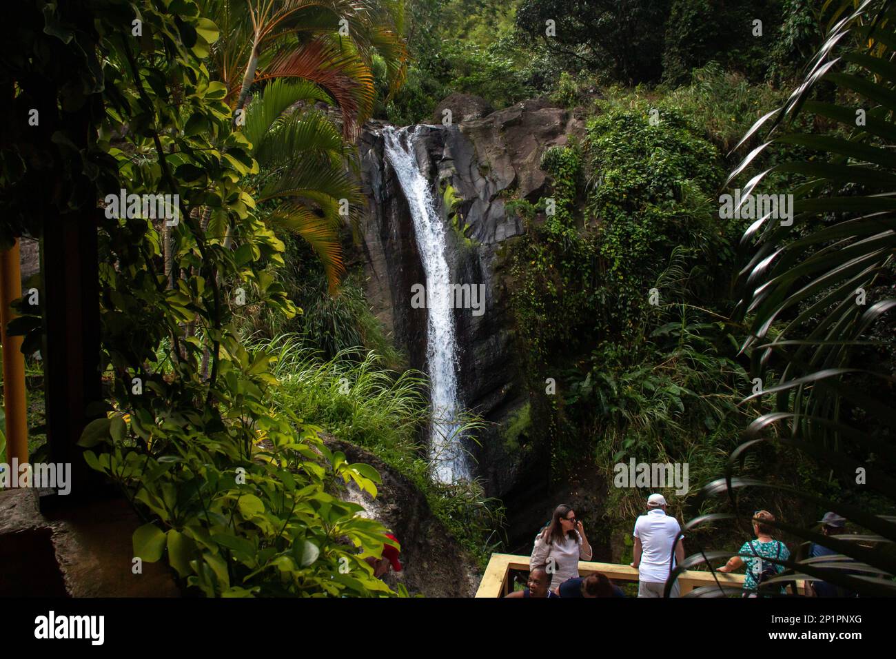 Chutes de Concord, Grenade - 3 mars 2023 : les touristes nagent dans l'eau courante des chutes de Concord, une chute d'eau locale sur l'île du sud des Caraïbes. Banque D'Images