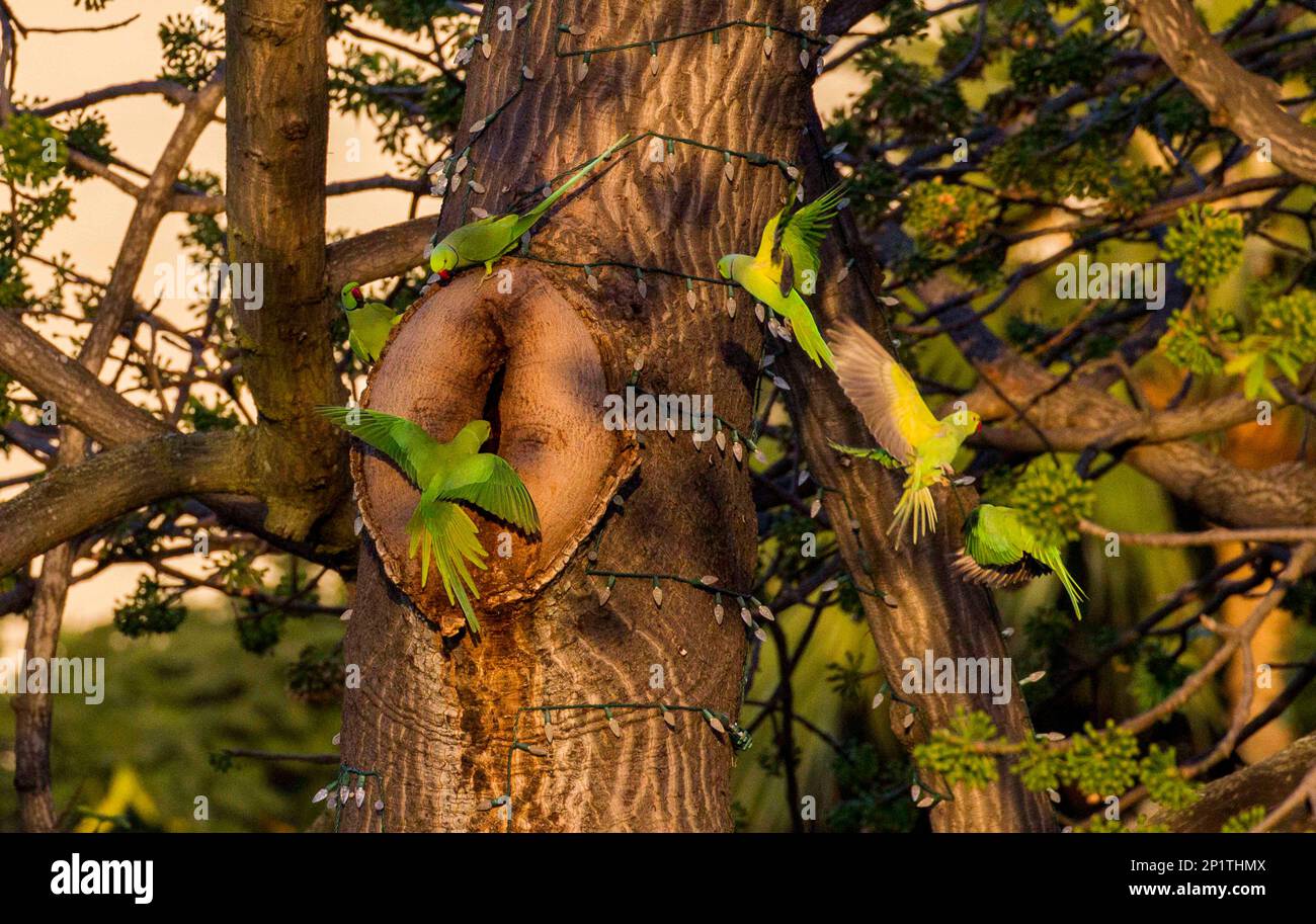 ADVANCE FOR WEEKEND RELEASE JAN. 1617 AND THEREAFTER In this Dec. 30