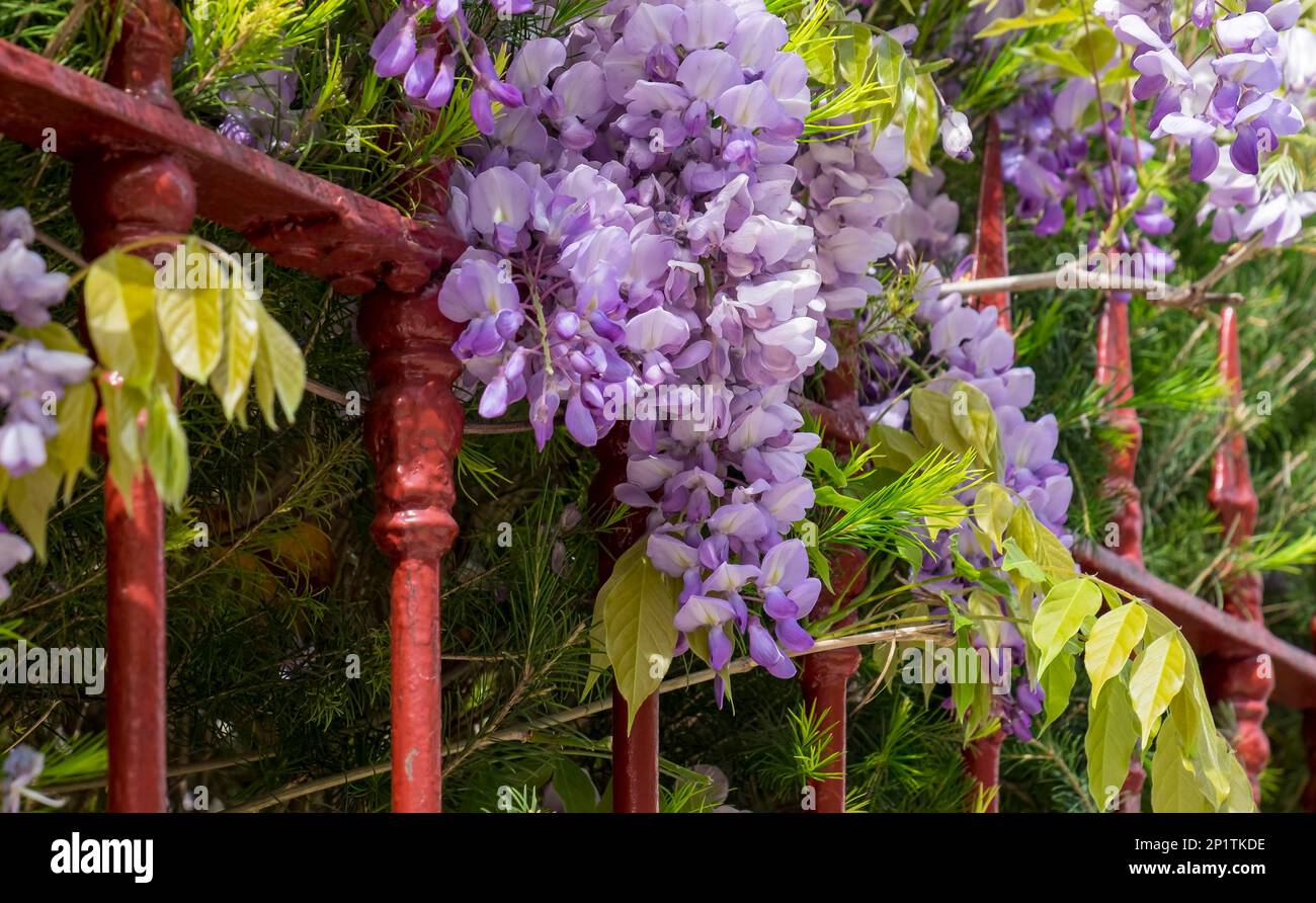 Wisteria (Wisteria) sur une clôture de jardin rouge Banque D'Images