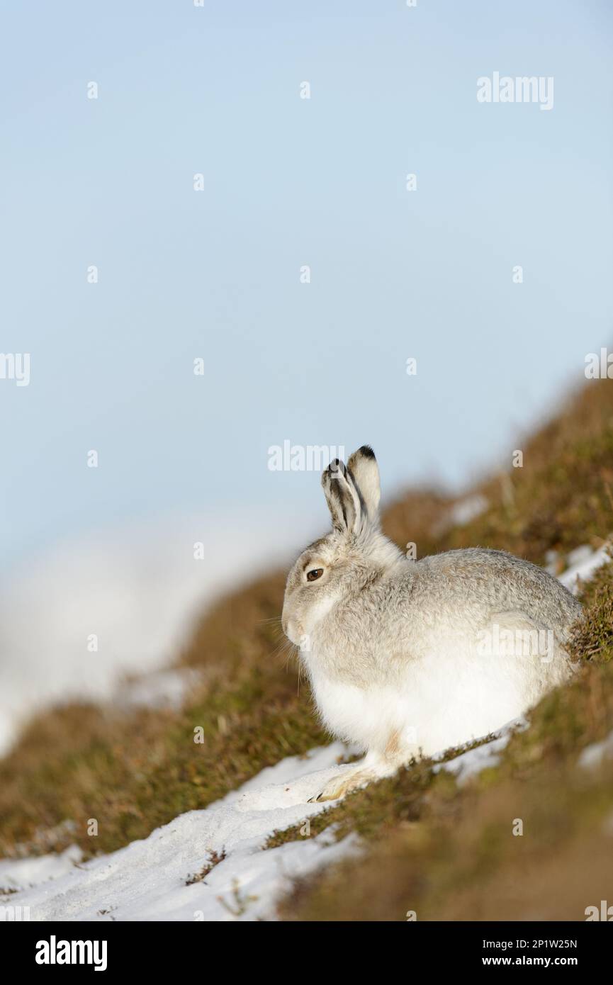 Lièvre d'Amérique (Lepus timidus) adulte, en manteau d'hiver, assis sur une colline enneigée, montagnes de Grampian, Highlands, Écosse, Royaume-Uni Banque D'Images