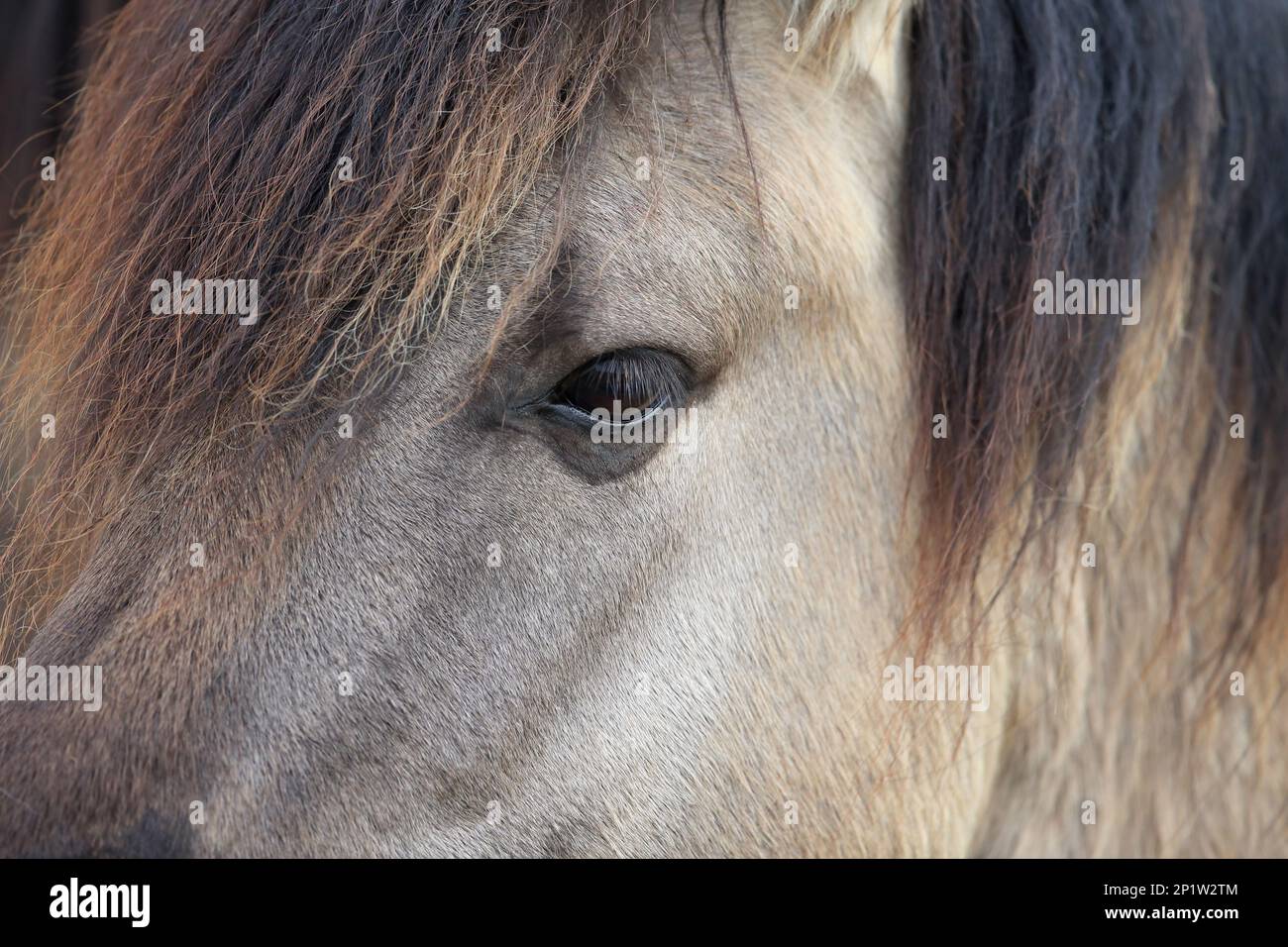 Cheval, Konik, adulte, gros plan de l'œil, Suffolk, Angleterre, Royaume-Uni Banque D'Images