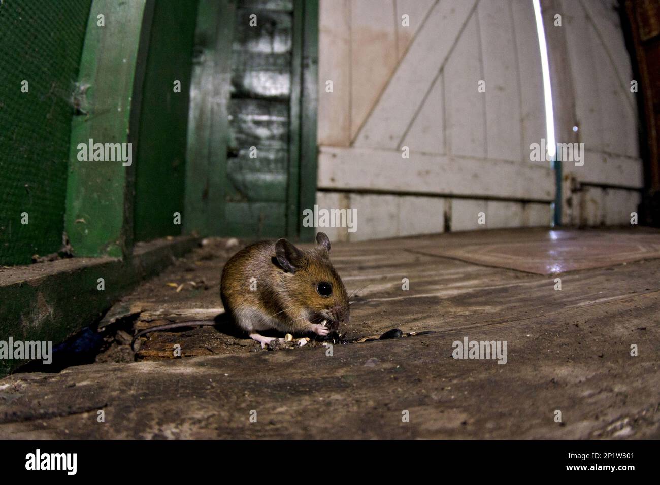 Souris en bois (Apodemus sylvaticus) adulte, se nourrissant à côté du trou dans le plancher en bois du hangar, Notinghamshire, Angleterre, Royaume-Uni Banque D'Images