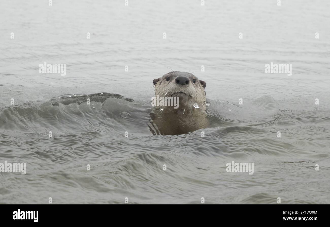 North American River Otter (Lontra canadensis) adulte, natation dans la rivière, Yellowstone N.P., Wyoming, États-Unis Banque D'Images