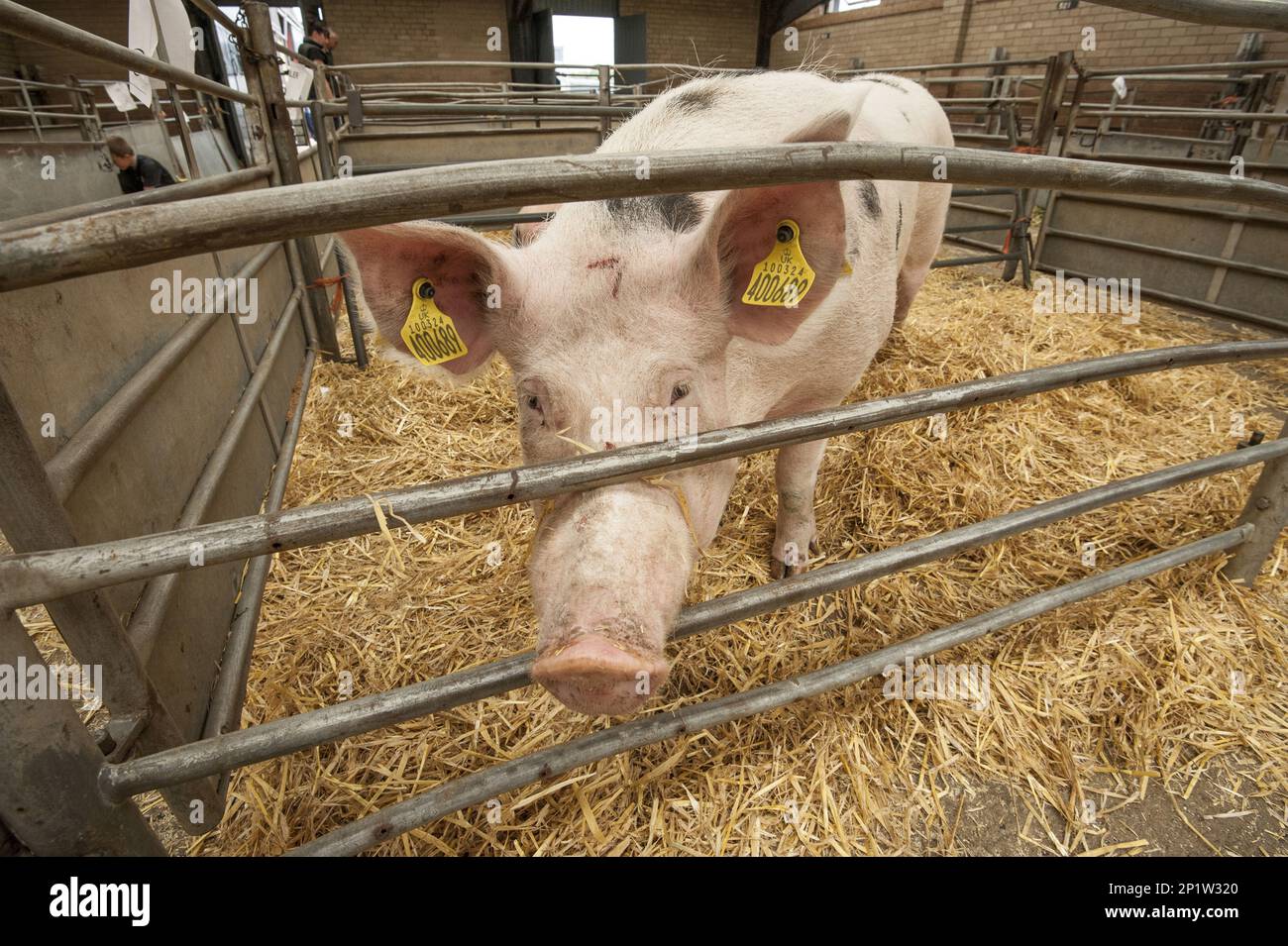 Porc domestique, Gloucester Old Spot cross, truie, debout dans la grange de paille au marché du bétail, Carlisle marché du bétail, Cumbria, Angleterre, Royaume-Uni Banque D'Images