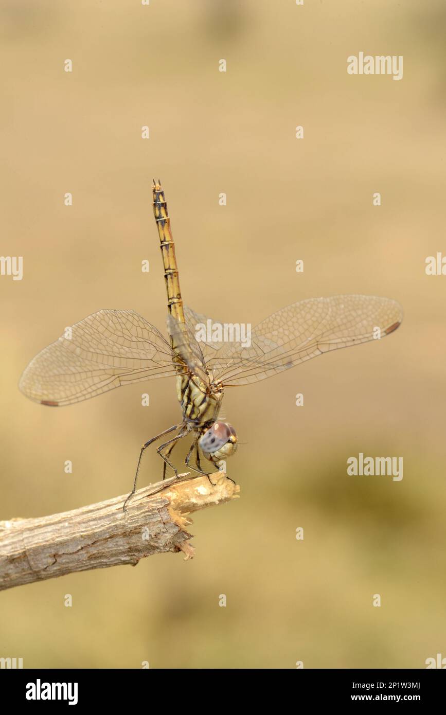 Blue Basker (Urothemis edwardsii) adulte femelle, reposant sur la branche, Mana pools N.P., Zimbabwe Banque D'Images