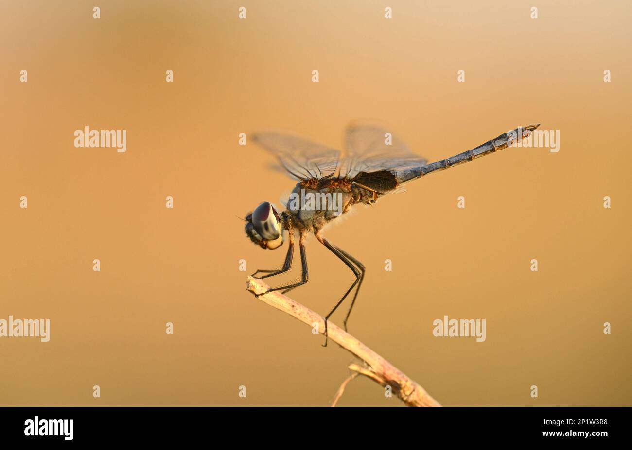 Blue Basker (Urothemis edwardsii) adulte mâle, reposant sur la branche, Mana pools N.P., Zimbabwe Banque D'Images